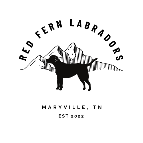 Red Fern Labradors
